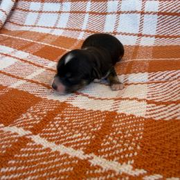 Fang - Black and cream male Dachshund puppy in Guthrie, Kentucky from Triple T Dachshunds