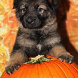 German Shepherd and Rhodesian Ridgeback Puppies from Sugar Paws Pets