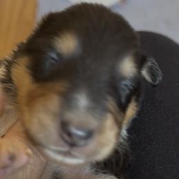 Barnaby - Black white and tan male Collie puppy in Malvern, Arkansas from Lost Acres Collies