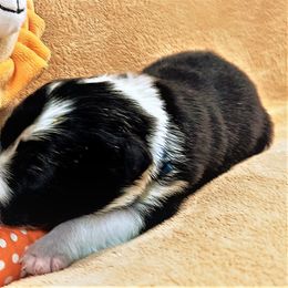 Girl 2 - Border Collie puppy in West Valley City, Utah from Field Stone Border Collies: FSBC