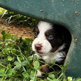 Miniature Australian Shepherd and Toy Australian Shepherd Puppies from Ramblin’ Rose Aussies