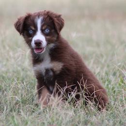 Scrabble - Red tri female Miniature Australian Shepherd puppy in Quapaw, Oklahoma from Rocky Hill Aussies