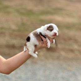 Will The Wise - Red merle male Aussiedoodle puppy in Dunn, North Carolina from Sandy Creek Kennels