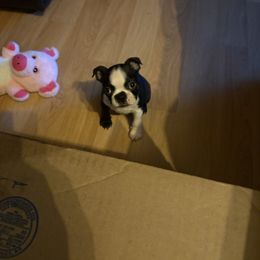 Boston Terrier All Grown Up from Smith Sister Kennels