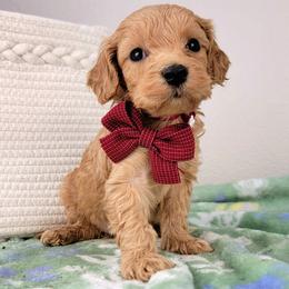Gus - Apricot male Goldendoodle puppy in Temecula, California from Oodles O'Doodles
