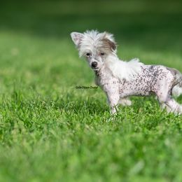 Chinese Crested Puppies from Qilin Chinese Crested
