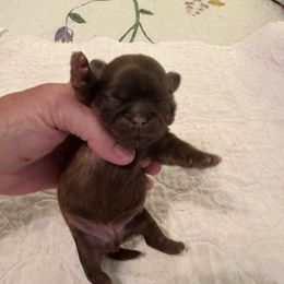 Nicky - Liver male Shih Tzu puppy in Buffalo, New York from Irish Eyes ShihTzu