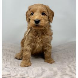 Picholine - Red male Australian Labradoodle puppy in Sacramento, California from Little Farmstead Labradoodles