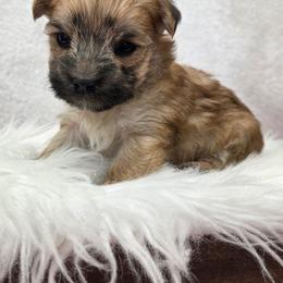 Huxley - Gold male Morkie puppy in Monticello, Iowa from Ashley’s Puppies