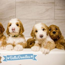 Goldendoodle Puppies from BellaDoodles