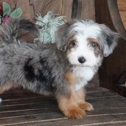 Reese BMF more copper - Blue merle female Aussiedoodle puppy in Lawton, Oklahoma from Lindsey’s Aussies