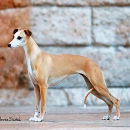 Harlow - Whippet