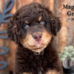 Aussiedoodles, Australian Mountain Doodles, Bernedoodles, and Poodles from Magnolia Grove Doodles