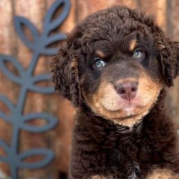 Aussiedoodles, Australian Mountain Doodles, Bernedoodles, and Poodles from Magnolia Grove Doodles