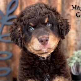 Aussiedoodles, Australian Mountain Doodles, Bernedoodles, and Poodles from Magnolia Grove Doodles