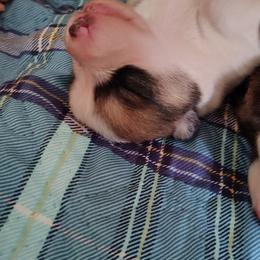 Sable Boy 2 - Sable male Pembroke Welsh Corgi puppy in Mountain View, Hawaii from Celtic Corgis