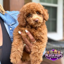 Goldendoodle, Poodle, Shihpoo, and Yorkshire Terrier Puppies from Plush Pups By Reeds