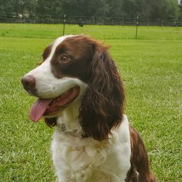 English Springer Spaniels from A&N Hobby Farm