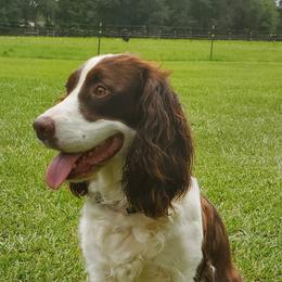English Springer Spaniels from A&N Hobby Farm
