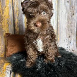 Carson - Chocolate, tan and white male Yorkshire Terrier puppy in Tulsa, Oklahoma from Conns Cuddly Canines