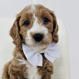 Pierce - Apricot Goldendoodle puppy in Holly Pond, Alabama from Sweet Southern Doodles