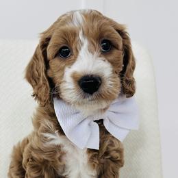 Pierce - Apricot Goldendoodle puppy in Holly Pond, Alabama from Sweet Southern Doodles