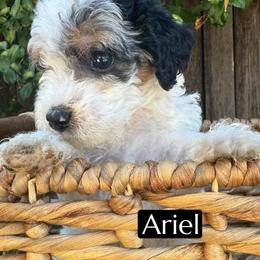 Ariel - Blue merle female Aussiedoodle puppy in Bakersfield, California from Annie's Aussies