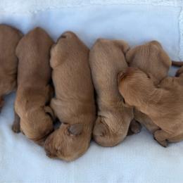 Girl 1 - Golden female Golden Retriever puppy in Salt Lake City, Utah from Deseret Peak Goldens