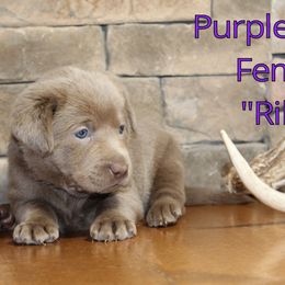 Labrador Retriever Puppies from Silver Dollar Labs