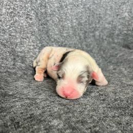 Templeton - Blue merle male Australian Shepherd puppy in Kentland, Indiana from Pine Grove Aussies
