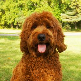 Billy - Australian Labradoodle