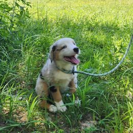 Alder - Blue merle male Miniature Australian Shepherd puppy in Macomb, Missouri from Faunus Farms and Aussies