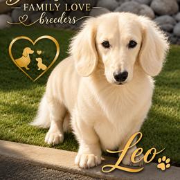 Leonardo - Dachshund
