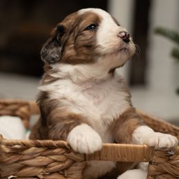 Blitzen - Brown merle male Aussiedoodle puppy in Lodi, California from KJ Doodles