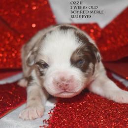 Ozzie - Red merle male Miniature Australian Shepherd puppy in Patterson, North Carolina from DreamLine Aussies
