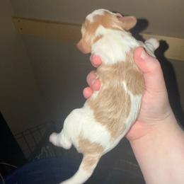 Boy 2 - Blenheim male Cavalier King Charles Spaniel puppy in Louisville, Kentucky from Royal Quin Cavaliers