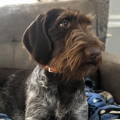 German Wirehaired Pointers from Cypress Ridge GWP