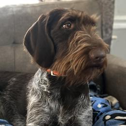 German Wirehaired Pointers from Cypress Ridge GWP