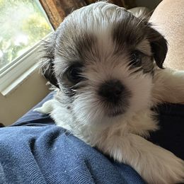 Shih Tzu Puppies from Prescious Shih Tzu’s