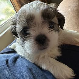 Shih Tzu Puppies from Prescious Shih Tzu’s