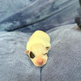 Boy 1 - Red speckled male Australian Cattle Dog puppy in Concrete, Washington from Back Country Australian Cattle dogs
