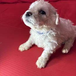 Ozzy - Blue collar - White male Bichon Frise puppy in 63101 (St. Louis Metro Area), Missouri from BichonSTL