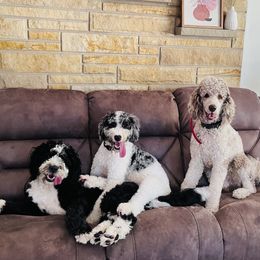 Bernedoodle and Goldendoodle All Grown Up from A.N.A. Doodles