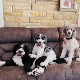 Bernedoodle and Goldendoodle All Grown Up from A.N.A. Doodles