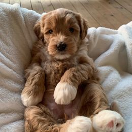 Australian Labradoodle Puppies from Integrity Labradoodles