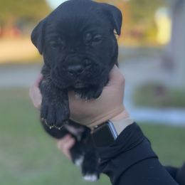 Cane Corso Puppies from Valyrian Cane Corsos