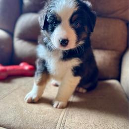 Monica - Black tri-color female Australian Shepherd puppy in Ephrata, Pennsylvania from Weavers Indian Run Aussies