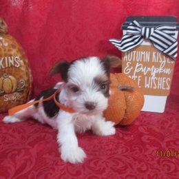 Yorkshire Terrier Puppies from Grandma's Yorkie Cottage