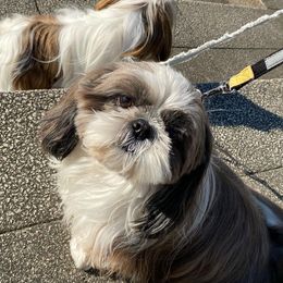 Chris - Shih Tzu