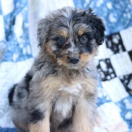 Jess - Blue merle male Aussiedoodle puppy in Orleans, Indiana from Mae Blossom Puppies